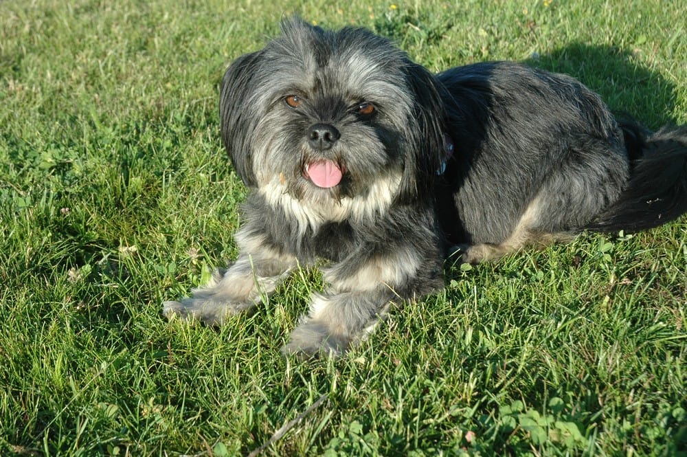 wie-ein-hund-mein-leben-veraendert_lhasa-apso_bison_hunde-training-erziehen-verstehen_Strassenhund-adoptieren_blog-frankfurt_Oceanblue-style.jpg